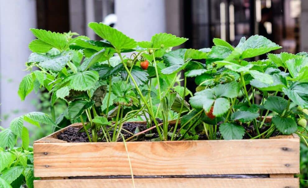 Huerto urbano en tu hogar