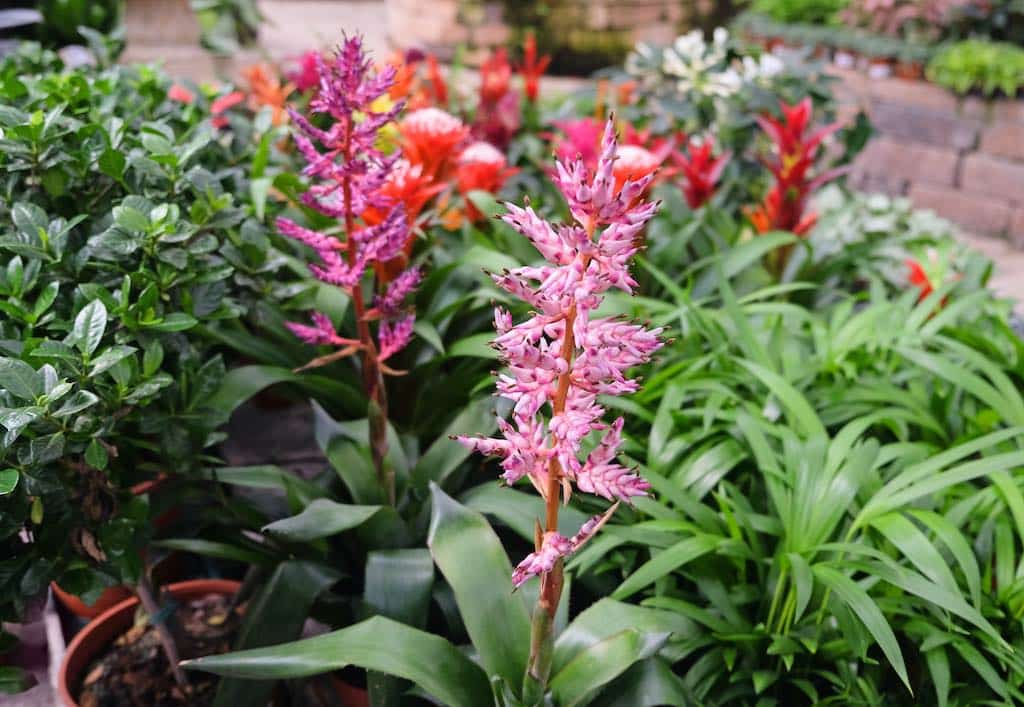 bromeliacea interior