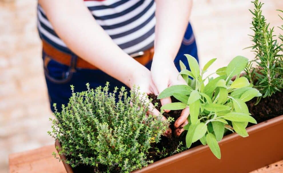 plantar huerto urbano