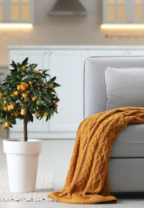 tener arboles frutales en casa