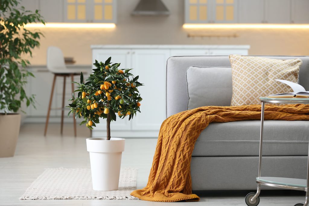 tener arboles frutales en casa