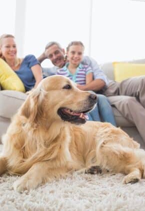 como tener amscota en casa